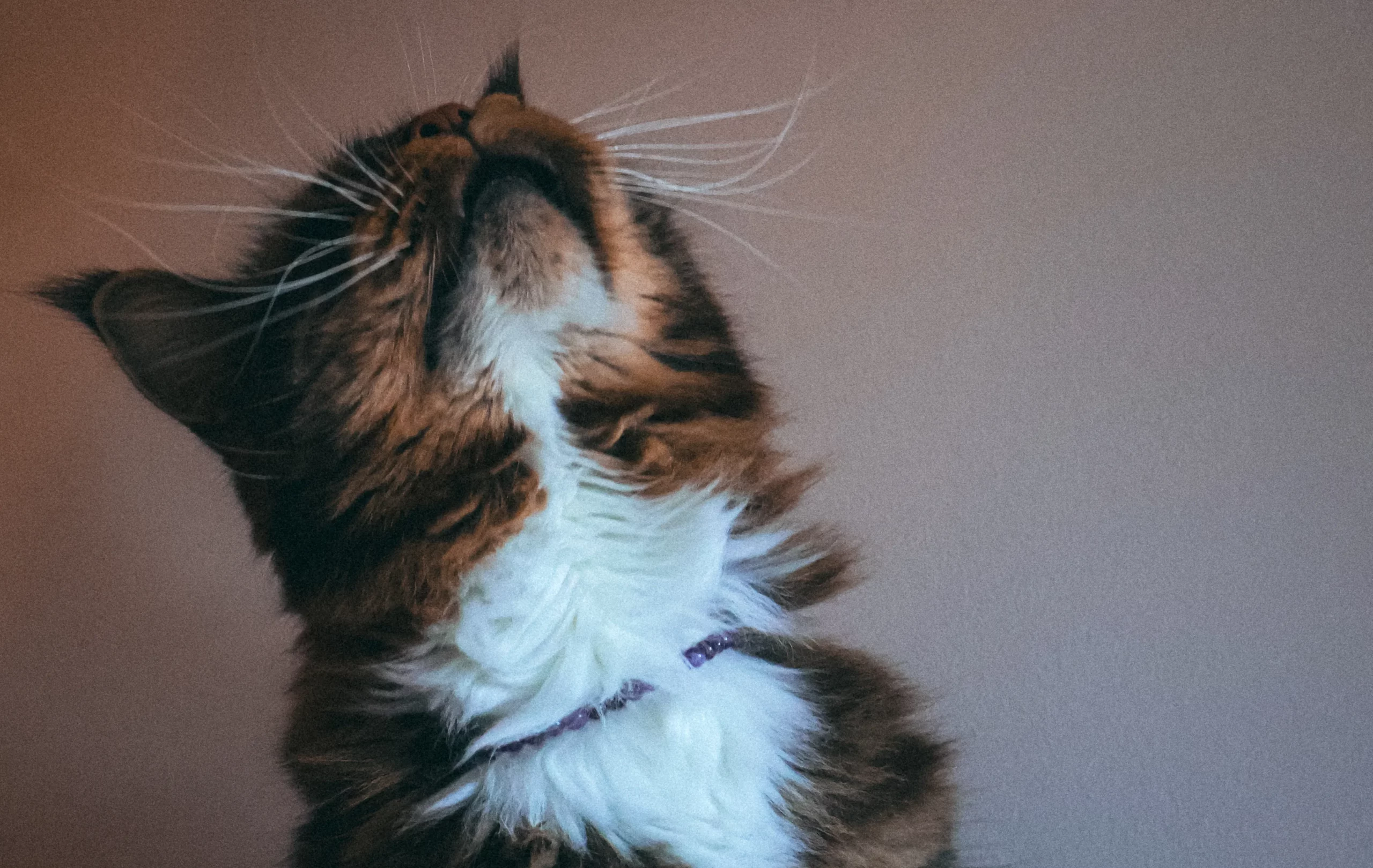 Shooting photo chat et collier